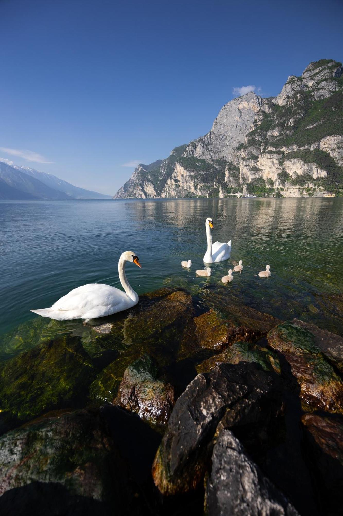 Appartamento Laura Рива-дель-Гарда Экстерьер фото